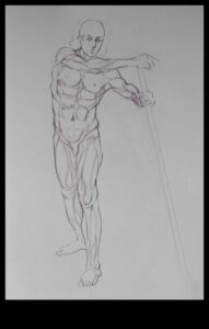 رؤى التشريح: فهم العضلات في رسم الحياة