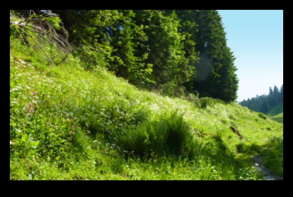 كيف تساهم النظم البيئية المختلفة في التنوع البيولوجي للمناظر الطبيعية؟