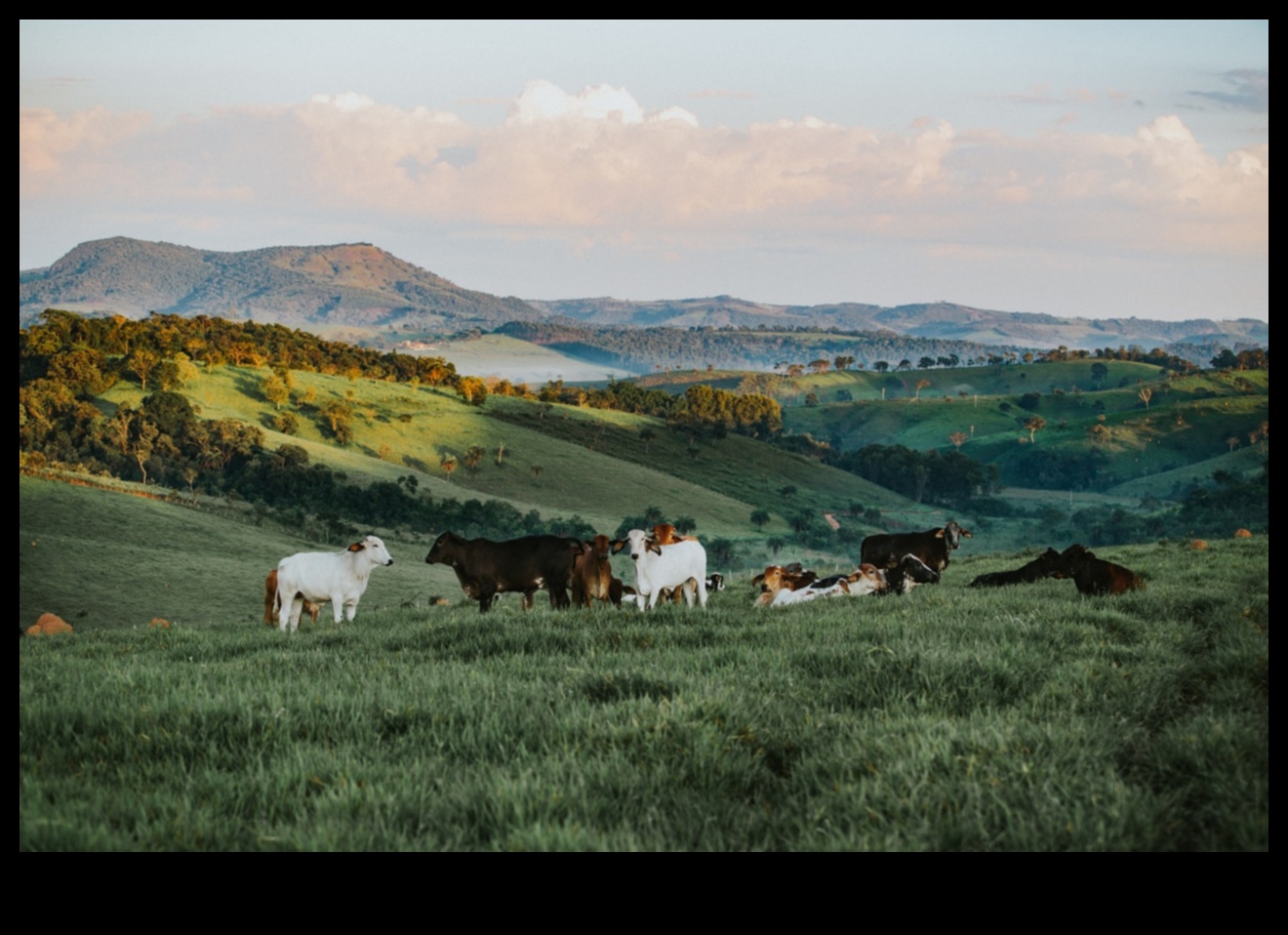 كيف تساهم النظم البيئية المختلفة في التنوع البيولوجي للمناظر الطبيعية؟